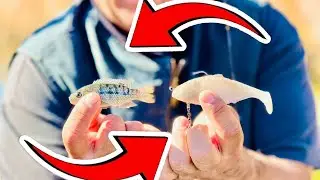 Fishing for GIANT Bass in ARIZONA Using LIVE BAIT
