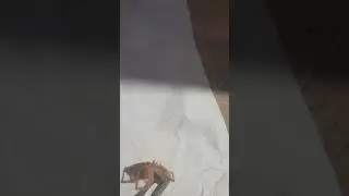 Sarı kız örümceği-ısırdığı bölge uyuşur bölgedeki et erimeye başlar