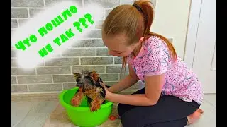 Первое КУПАНИЕ ЩЕНКА ЙОРШИРСКОГО ТЕРЬЕРА . Что пошло не так ?