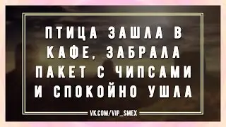 Птица зашла в кафе, забрала пакет с чипсами и спокойно ушла
