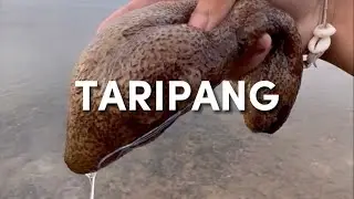 Menemukan berbagai macam hewan unik saat air laut sedang surut