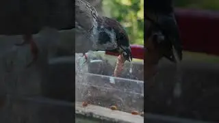 Воробей готовит мясо на завтрак 