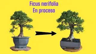 Bonsái Ficus nerifolia Medellin, Colombia #bonsaicolombia #bonsaimedellin #bonsaitree
