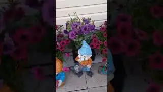 Моя эустома. #эустома