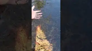 tadpoles by the millions!!!