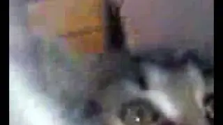 Kitten ATTACK!!!!