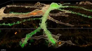 Super-resolution 3D rendered neuron (spinSR10)