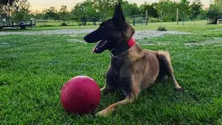 Executive level family guardian K9s