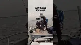 pescaria de corvinas! #natureza #pesca #bbb24 #barco #shortsvideo