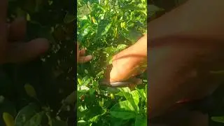 Tabasco peppers