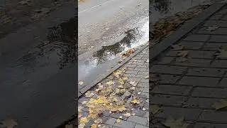 Листья желтые над городом кружатся...