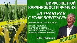 Вирус желтой карликовости ячменя. Как бороться?