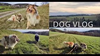 DogVlog: Колли ходят зимой по лугам