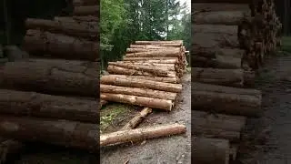 Wilczysko w Rudawach Janowickich. Wielka wycinka i przyblokowany Główny Szlak Sudecki (04.09.23)