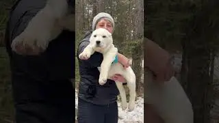 Алабай щенок питомник #таежныйталисман #алабай #алабаи #щенкиалабая #сао #питомникалабаев