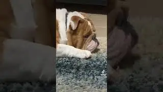 English Bulldog Chunk #cuteanimals #bulldog #dogs