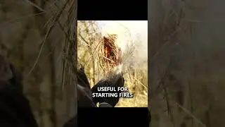 2 Useful Fungi for Camping & Survival Firemaking! #survival #camping #bushcraft #shorts