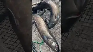 Кто угадает, что за рыба?