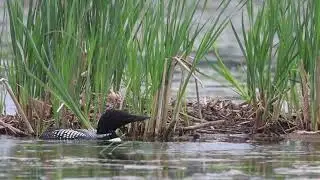 The Nest in the Marsh   HD 1080p