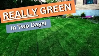 How to get a REALLY GREEN lawn with a Double Dark application from NEXT liquid products. Episode 7