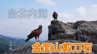 【帶老鷹去爬山EP.8】｜Hawk training｜放飛過程直接現場圈粉！雙寶放飛以來表現最好的一次！！！