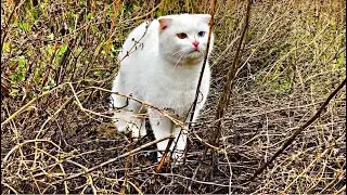 Deaf cat plays hunting