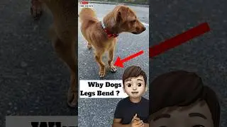 Why Dogs Legs Bend ? 😳 | 