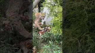 Watch a bobcat pluck feathers from her prey