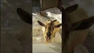 Смешное видео с козлом.