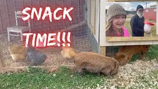 Pigs and Chickens Snack Time is Fun #Seedfaithhomestead