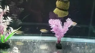 Learn From My Mistakes: An Assumption Lost Me 5 Gourami