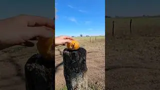 200m, FxImpact M3 .22