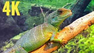 || Water dragon || 4K Resolution video || No copywrite ||
