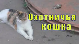 БОЛЬНОЙ БОЛЬНОГО ПОЙМЕТ /ЛИСКА ПОЙМАЛА ВОРОБЬЯ / 31 мая 2023 г
