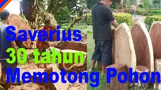 Pohon  200 tahun Tumbang di taman australia Kapaha Ambon | Taman Australia Kapaha Ambon indonesia