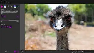 DIY: Animate feathers and fur with PhotoMirage