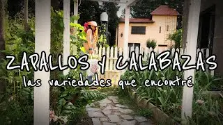 🎃De zapallos y calabazas!! 🎃hora de sembrar muchas variedades!!!