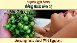 ඇහුවමත් පුදුම හිතෙන තිබ්බටු කෑවම වෙන දේ - health benefits of wild eggplant