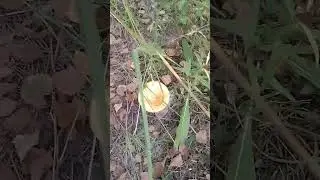 🍄МУХОМОРЫ🍄 НА ДАЧНЫХ УЧАСТКАХ 🏡  ПОДМОСКОВЬЕ #грибы #mushroom #лето #дача