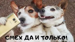 ЗАБАВНЫЕ ЖИВОТНЫЕ