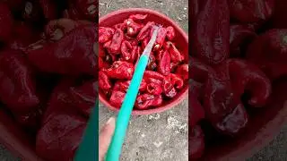 Biber Salça Yapımı 🌶️ Biber Yıkama 🔥
