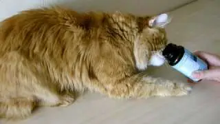 Кот ест витамины