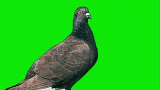 Dove Green Screen