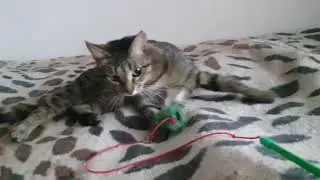 ЛЮБИМАЯ игрушка