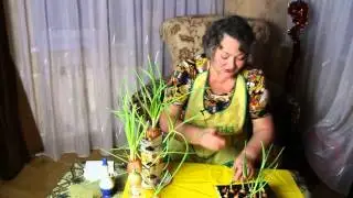 Как вырастить зеленый лук зимой в домашних условиях