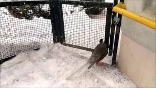 Фазан  не может попасть домой.| Pheasant can't get back home.