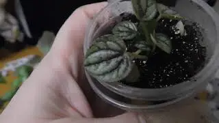 Комнатные цветы. Новинки и мои сегодняшние покупки.
