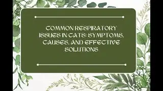 Common Respiratory Issues in Cats: Symptoms, Causes, and Effective Solutions