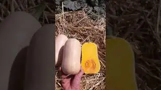 Тыква 