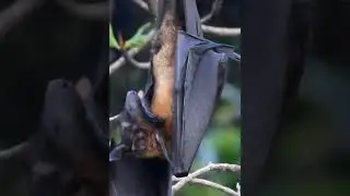 Indian Flying Fox | Greater Indian Fruit Bat